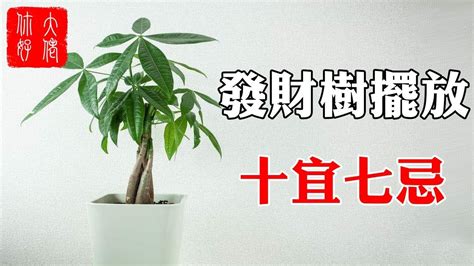 發財樹開花 風水|發財樹種植｜什麼是發財樹？10 個發財樹種植技巧+新 